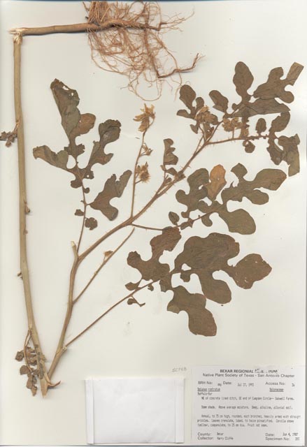 Solanum rostratum (Buffalo bur) #29413
