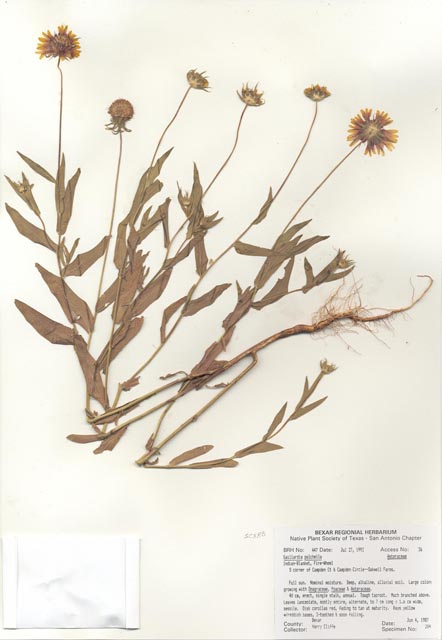Gaillardia pulchella (Indian blanket) #29414