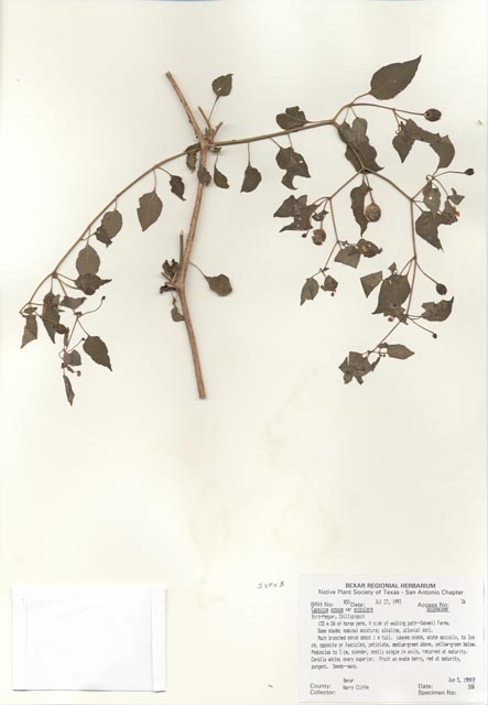 Capsicum annuum var. glabriusculum (Chile pequin) #29417