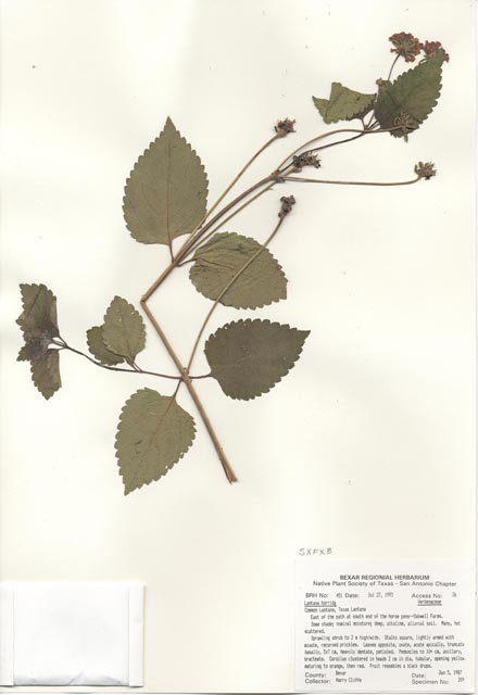 Lantana urticoides (Texas lantana) #29418