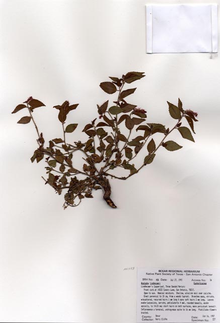 Acalypha phleoides (Shrubby copperleaf) #29425