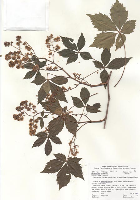 Parthenocissus quinquefolia (Virginia creeper) #29426