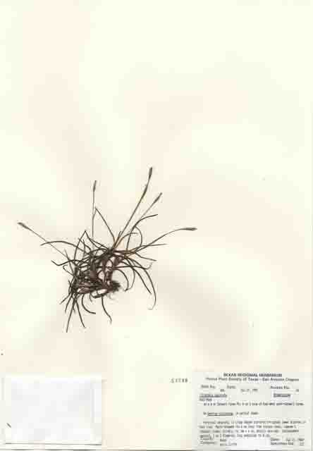 Tillandsia recurvata (Small ball moss) #29433