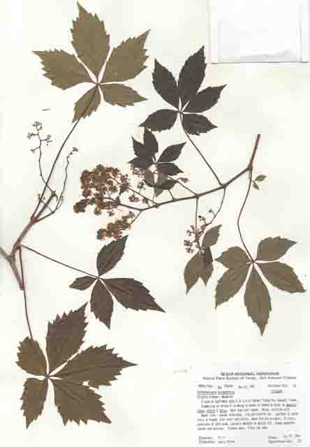 Parthenocissus quinquefolia (Virginia creeper) #29434