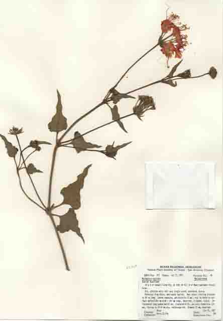 Nyctaginia capitata (Devil's bouquet) #29441