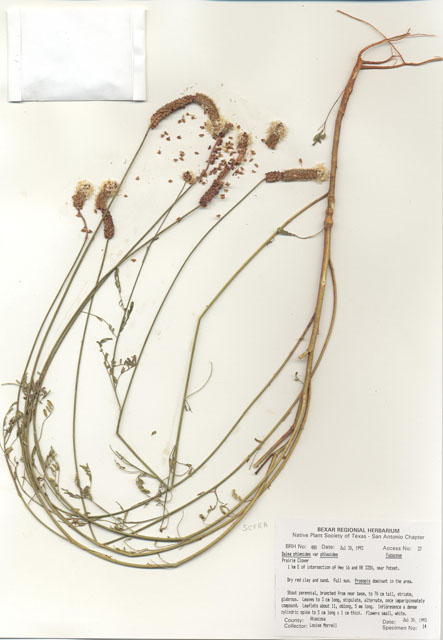 Dalea phleoides var. phleoides (Slimspike prairie clover) #29448