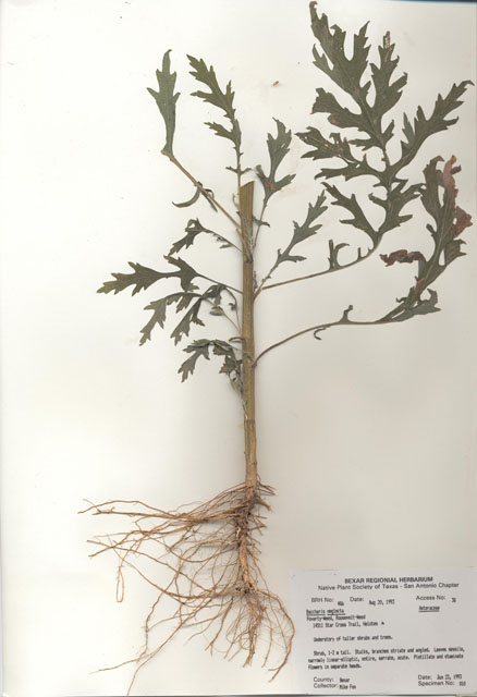 Baccharis neglecta (False willow) #29454
