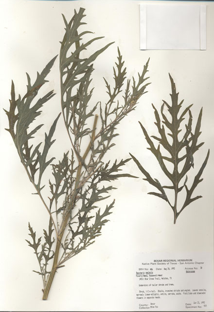 Baccharis neglecta (False willow) #29455