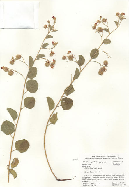 Hermannia texana (Texas burstwort) #29459