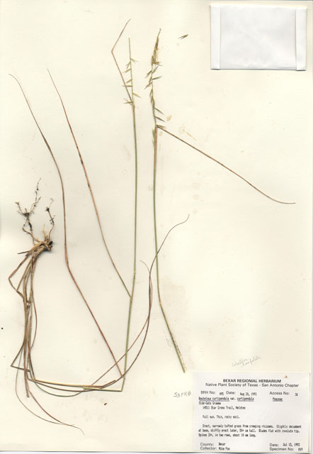 Bouteloua curtipendula var. curtipendula (Sideoats grama) #29466