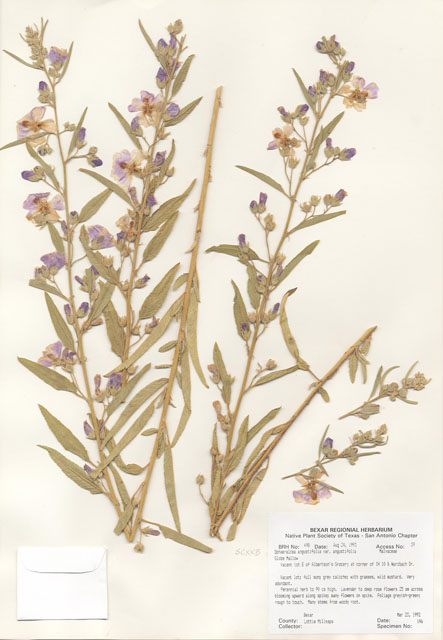 Sphaeralcea angustifolia (Narrowleaf globemallow) #29469