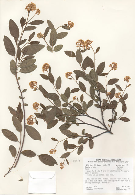 Ceanothus herbaceus (Prairie redroot) #29471