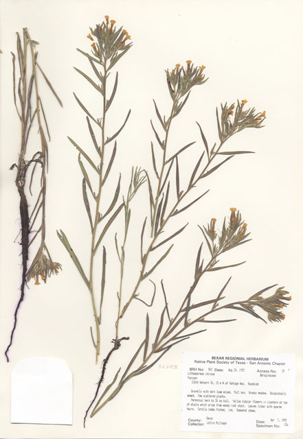 Lithospermum incisum (Fringed puccoon) #29474