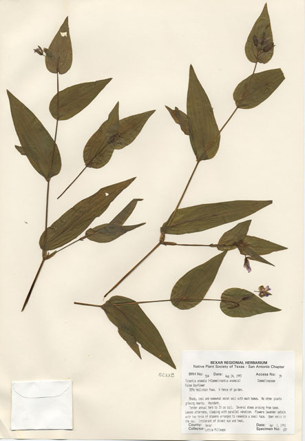 Tinantia anomala (False dayflower) #29475