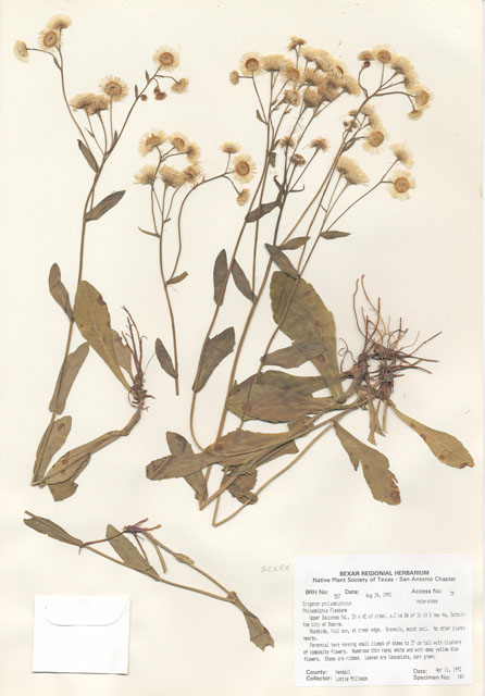 Erigeron philadelphicus (Philadelphia fleabane) #29478