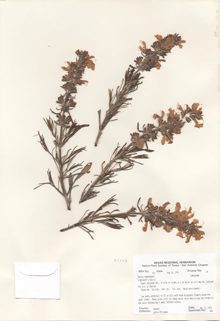 Salvia engelmannii (Engelmann's sage) #29481