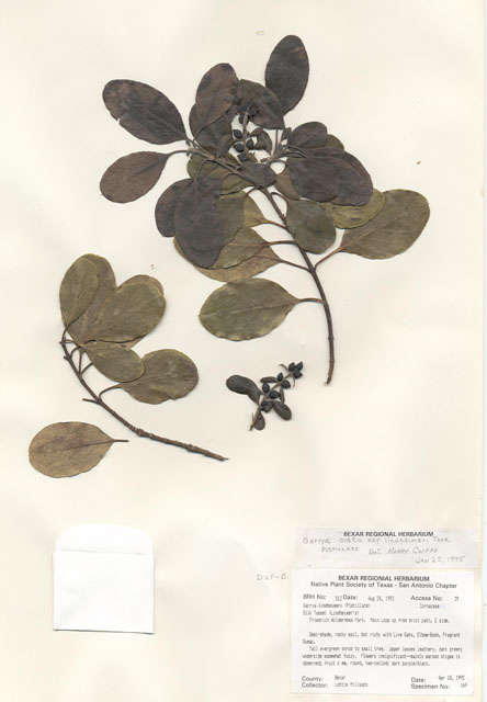 Garrya ovata ssp. lindheimeri (Lindheimer's silktassel) #29483