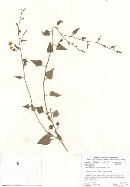 Solanum triquetrum (Texas nightshade) #29484