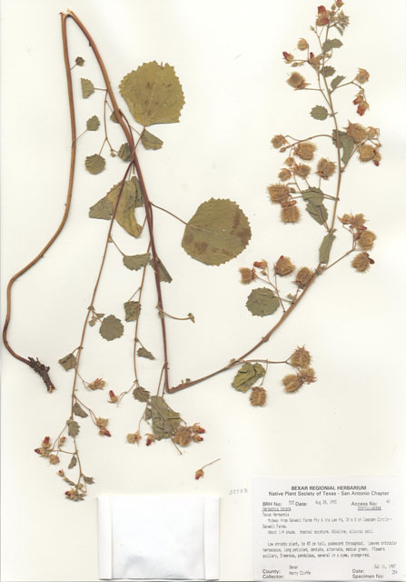 Hermannia texana (Texas burstwort) #29486