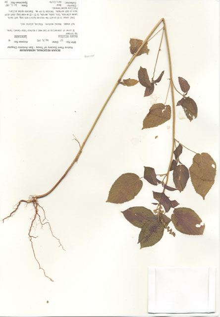 Acalypha ostryifolia (Pineland threeseed mercury) #29488