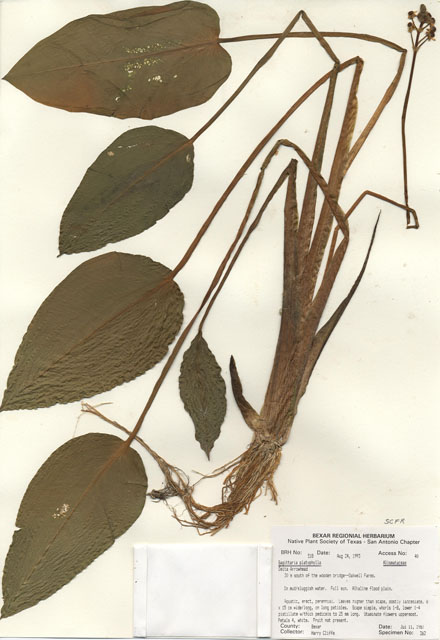 Sagittaria platyphylla (Delta arrowhead) #29489