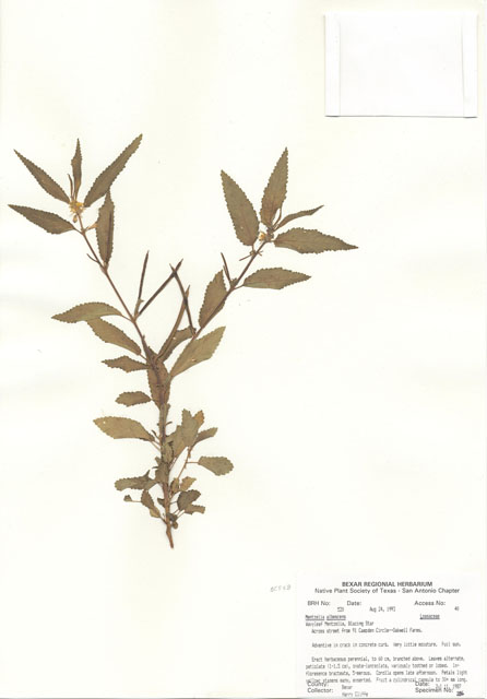 Mentzelia albescens (Wavyleaf blazingstar) #29491