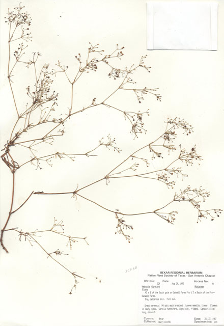 Stenaria nigricans var. nigricans (Diamondflowers) #29495