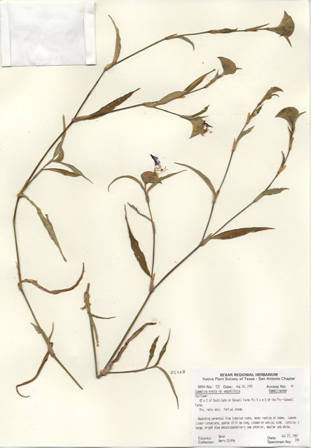Commelina erecta var. angustifolia (Whitemouth dayflower) #29496