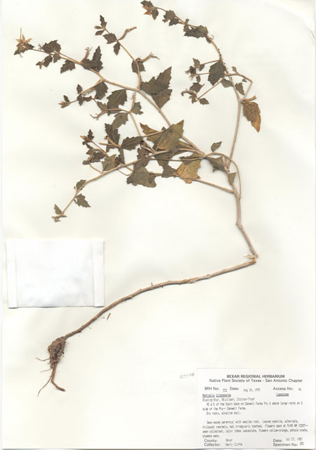 Mentzelia oligosperma (Stick-leaf) #29503