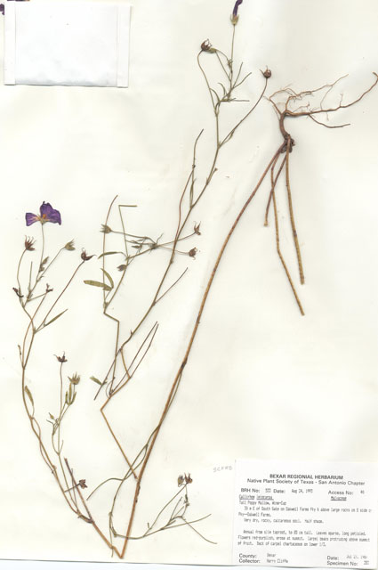 Callirhoe leiocarpa (Tall poppymallow) #29504