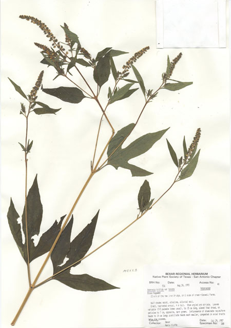 Ambrosia trifida var. texana (Texan great ragweed) #29507