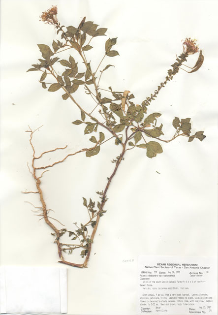 Polanisia dodecandra ssp. riograndensis (Rio grande clammyweed) #29510
