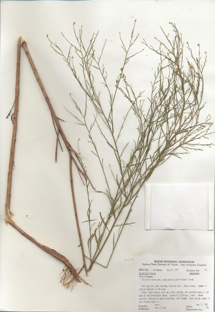 Gutierrezia texana (Texas snakeweed ) #29512