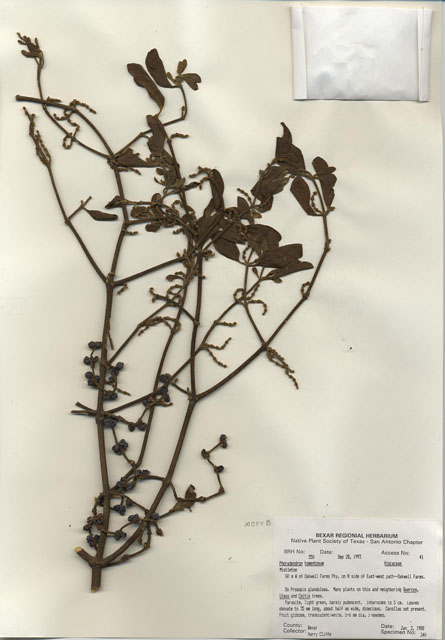 Phoradendron tomentosum (Christmas mistletoe) #29521