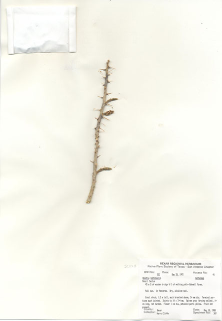 Cylindropuntia leptocaulis (Tasajillo) #29523