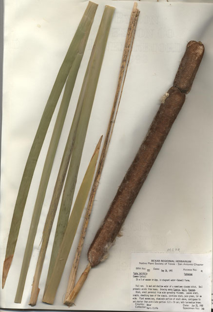 Typha latifolia (Broadleaf cattail) #29524