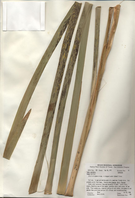 Typha latifolia (Broadleaf cattail) #29525
