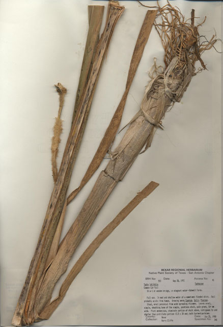 Typha latifolia (Broadleaf cattail) #29526