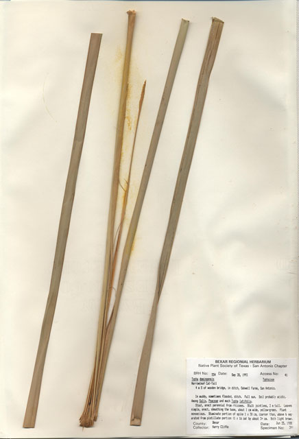 Typha domingensis (Southern cattail) #29528