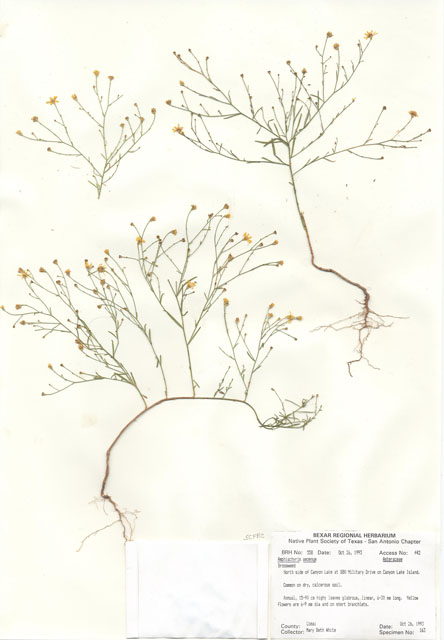 Amphiachyris amoena (Texas broomweed) #29533