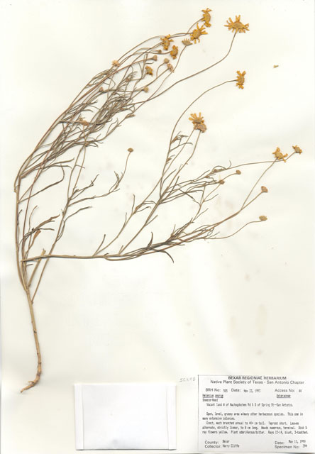 Helenium amarum (Yellow sneezeweed) #29560