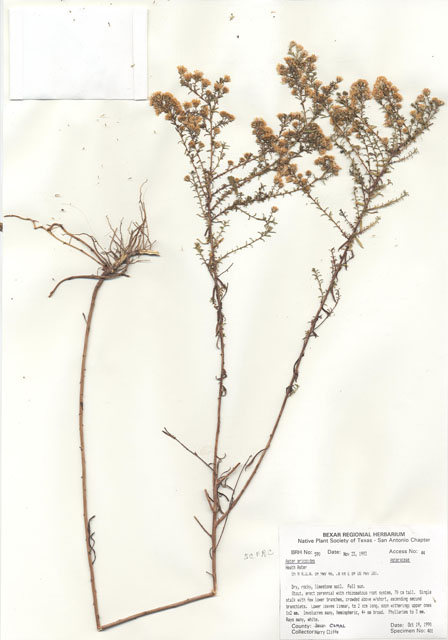 Symphyotrichum ericoides var. ericoides (White heath aster) #29565
