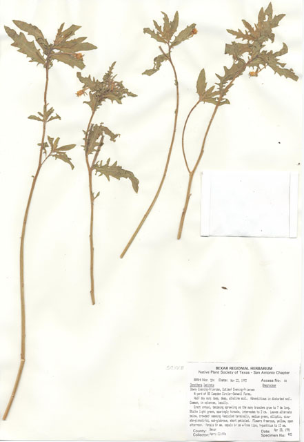 Oenothera laciniata (Cutleaf evening-primrose) #29569