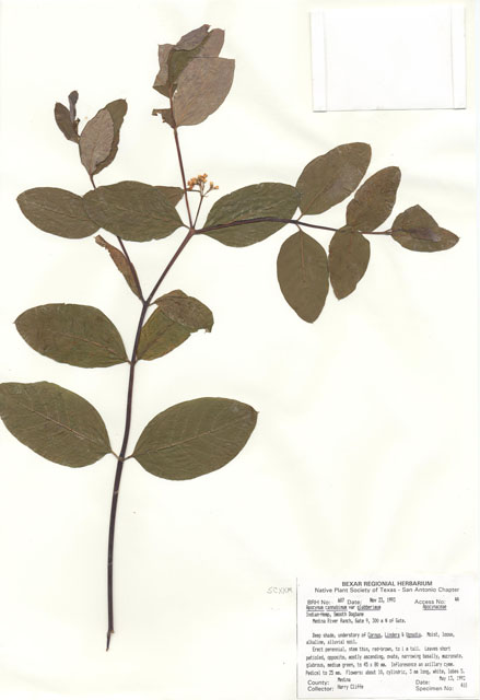 Apocynum cannabinum (Indian hemp) #29582