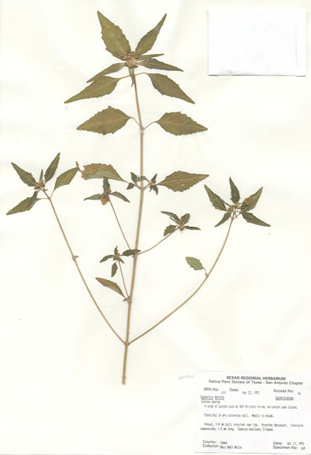 Euphorbia dentata (Toothed spurge) #29589