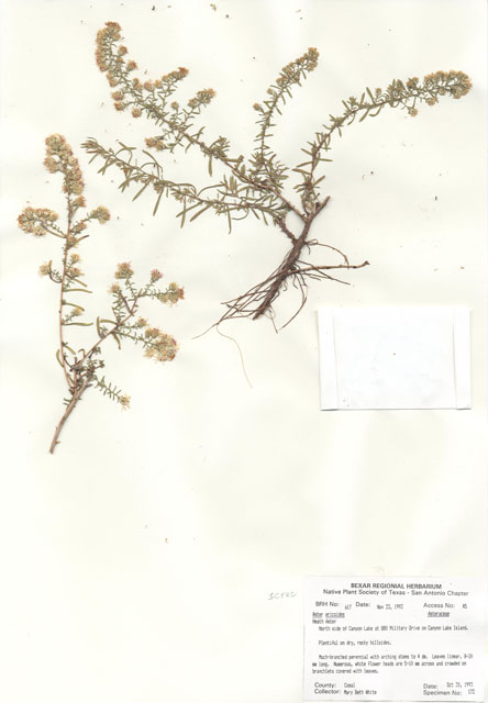 Symphyotrichum ericoides var. ericoides (White heath aster) #29592