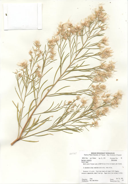 Baccharis neglecta (False willow) #29593