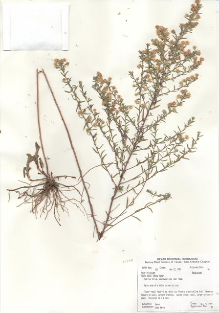 Symphyotrichum ericoides var. ericoides (White heath aster) #29596
