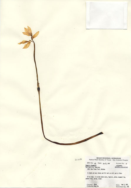 Cooperia drummondii (Evening rain lily) #29600