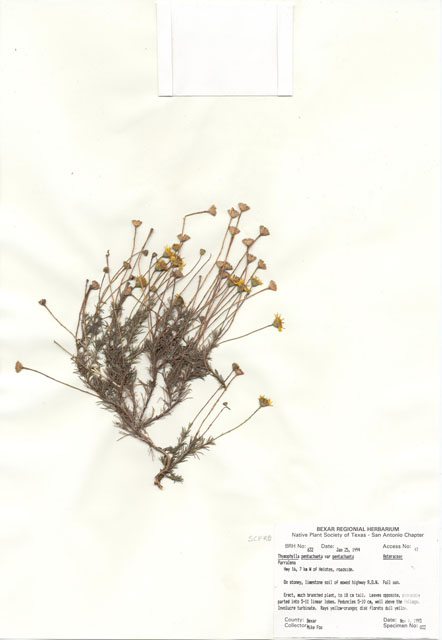 Thymophylla pentachaeta var. pentachaeta (Parralena) #29607